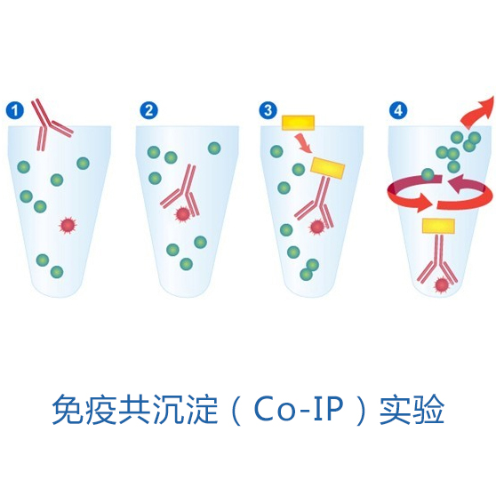 免疫共沉淀（Co-IP）實驗