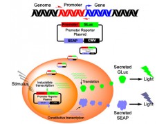 雙熒光素酶報(bào)告基因檢測服務(wù)
