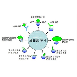 蛋白芯片定制檢測服務(wù)