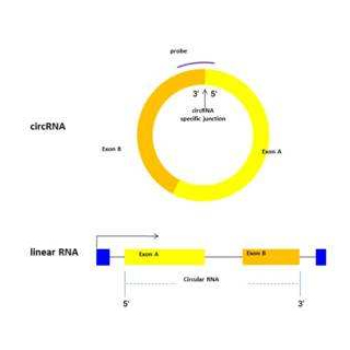 環(huán)狀RNA芯片定制檢測服務(wù)